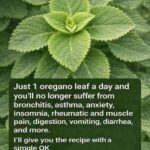 Oregano