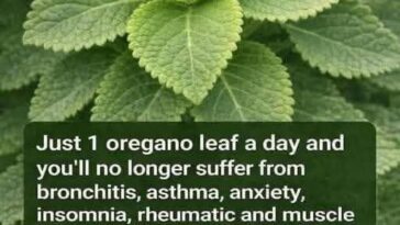 Oregano