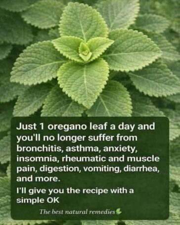 Oregano